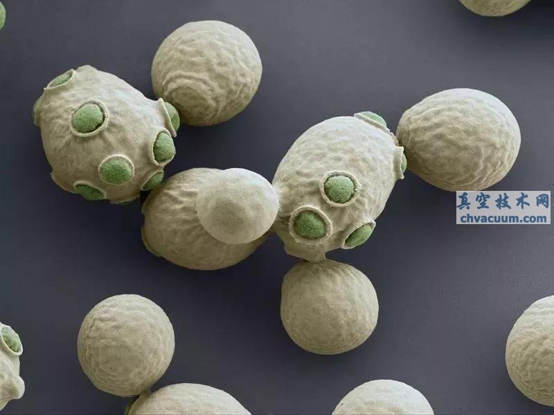 科學(xué)家正在制備的合成酵母