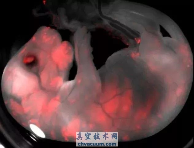 同時(shí)包含有大鼠和小鼠細(xì)胞的胚胎